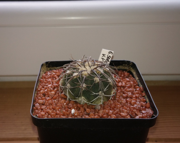 Gymnocalycium spegazzinii ssp. sarkae KP 245