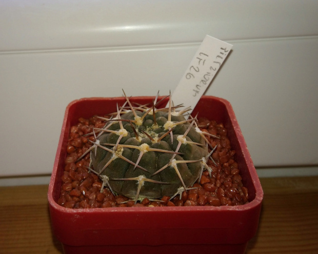 Gymnocalycium bodenbenderianum subsp. pilztiorum LF 26