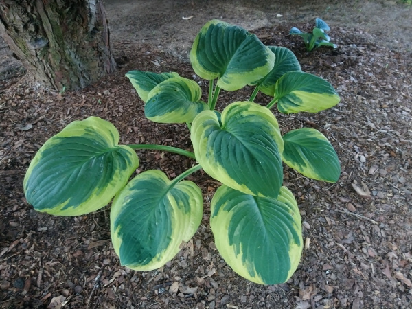 Hosta Carnival