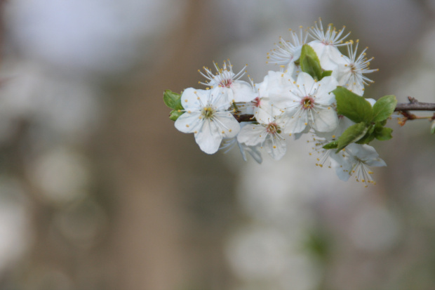 Cherry Blossom #Kwiaty #Cherry #Flowers #CherryBlossom #Nature #Wiśnia