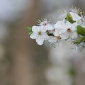 Cherry Blossom #Kwiaty #Cherry #Flowers #CherryBlossom #Nature #Wiśnia