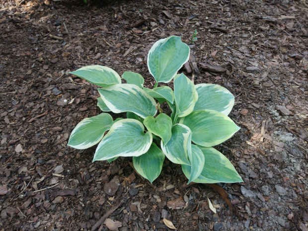 Hosta American Halo