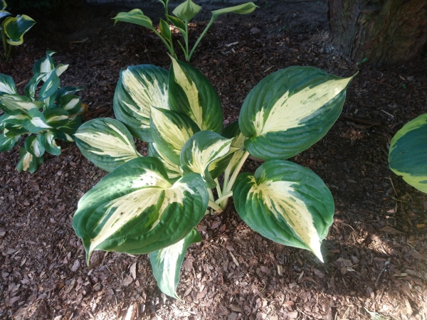 Hosta Revolution