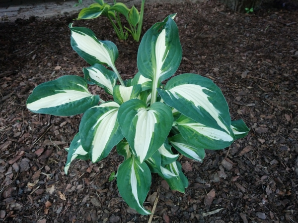 Hosta Vulcan