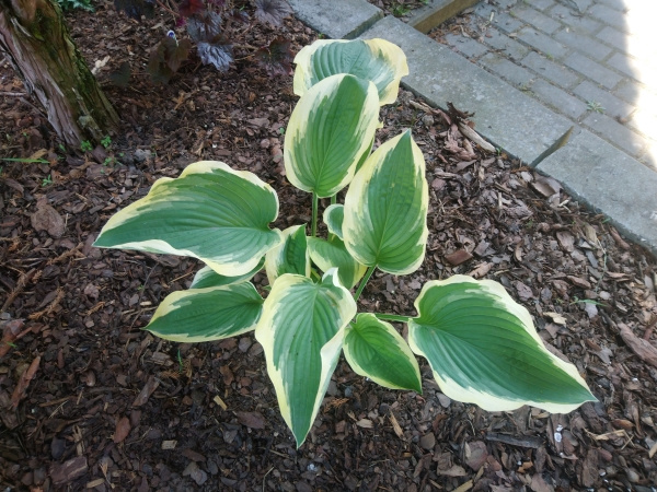 Hosta Snow Boy