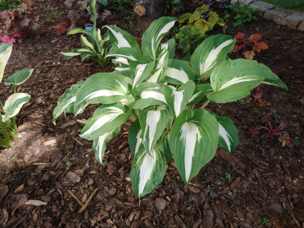 Hosta Night Before Christmas