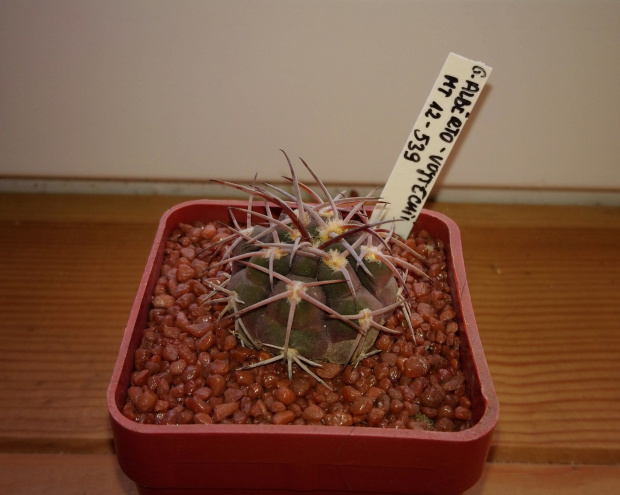 Gymnocalycium glaucum ssp. alberto-vojtechi MT 12-539