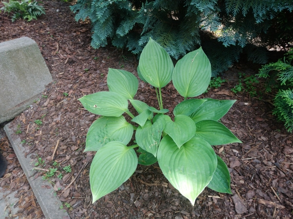 Hosta Halcyon