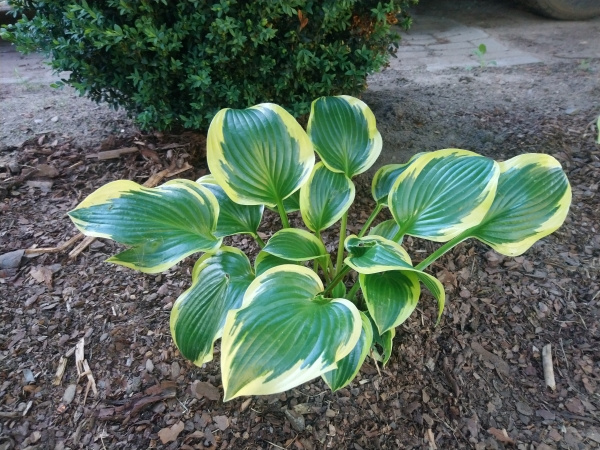 Hosta Queen Josephine