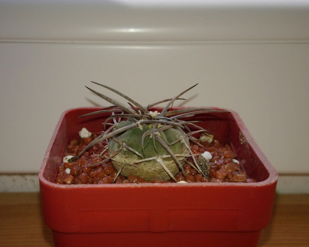 Gymnocalycium cardenasianum ssp. armatum LF 597