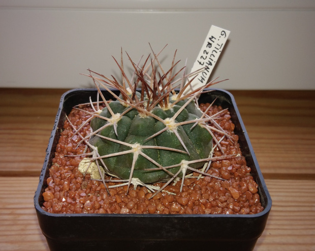 Gymnocalycium tillianum WR 227