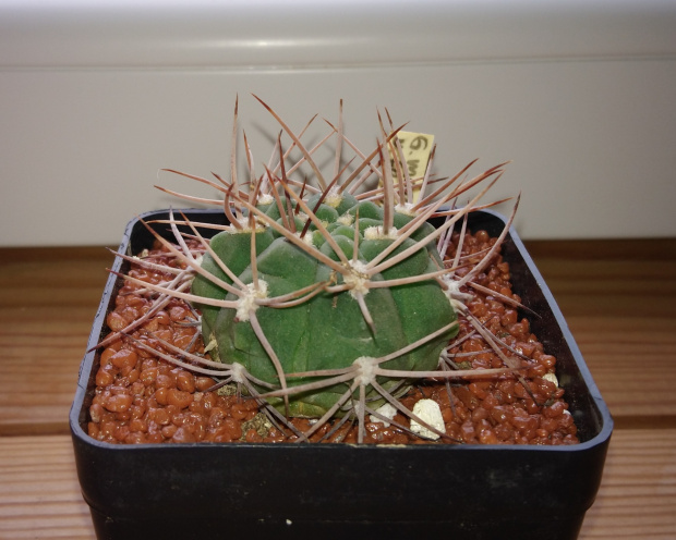 Gymnocalycium hossei (mazanense v. ferox) LB 1271