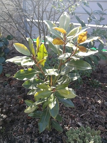 magnoliagrandiflora2