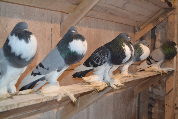 garłacze pomorskie niebieskie i niebieskie grochowe z rysunkiem ( pommersche kröpfer blaugeherzt, blaugehämmert geherzt)