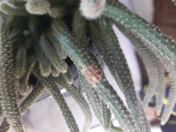 kaktus1