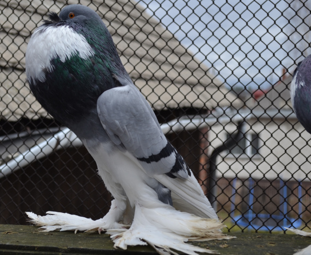 garłacze pomorskie niebieskie z rysunkiem ( pommersche kröpfer blaugeherzt, )