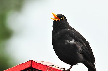 Kos u sasiada ,ale spiewal dla mnie...:)) #ptaki #kosy #ogrody #wiosna2020 #natura