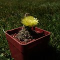 Gymnocalycium andreae P 213