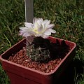 Gymnocalycium andreae v. carolinense GN 90-273/878