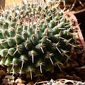 Mammilaria ssp