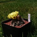 Gymnocalycium andreae ssp. nova CH 1151