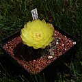 Gymnocalycium andreae ssp. nova CH 1151