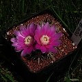 Gymnocalycium neuhuberii GN 89-77/363