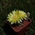 Gymnocalycium andreae P 213