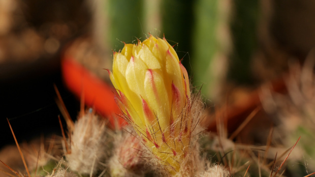 Parodia carapariana