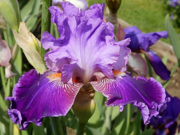 iris amarantowy elegant