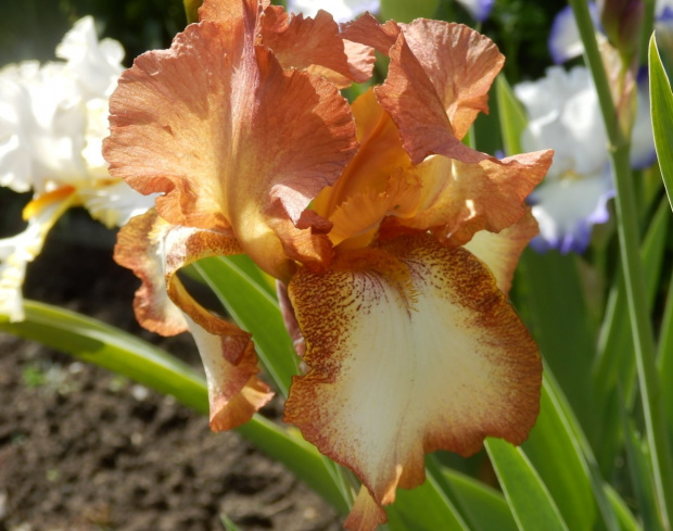 iris henna stitches