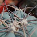 Echinocactus horyzonthalonius