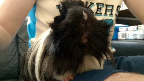 Obrazek