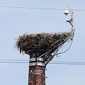 25.07.2020, 13:13-13:30 Gniazdo puste. Wszystkie młode w powietrzu.