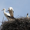 25.07.2020, 13:13-13:30 Tuż przed wylotem: od lewej średni-Jaworek, najmłodszy-Dolinka, a w głębi najstarszy-Gronik.