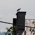 25.07.2020, 13:13-13:30 Czantorka na kościele. Wszystkie młode w powietrzu.