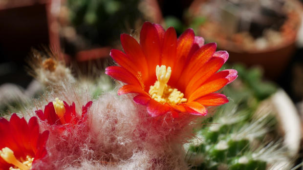 Parodia chrysacanthion cv. "Rubra Orange Flame"