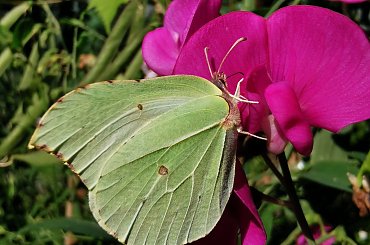 #motyl #natura #butterfly #nature #lovephotografy