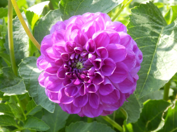 bonny blue