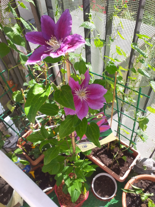 clematis Hanna sierpień 2020r