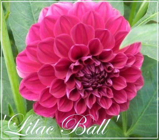 dahlia 'lilac ball'