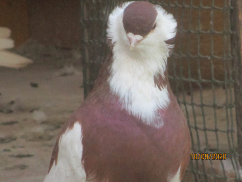 Obrazek