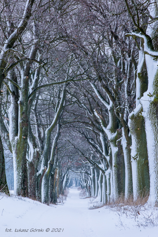 Zima #zima #śnieg #drzewa #Chojnice