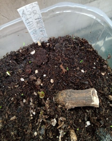 dalia caribbean fantasy