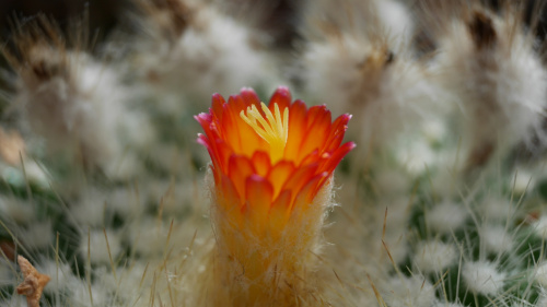 Parodia chrysacanthion cv. "Rubra Orange Flame"