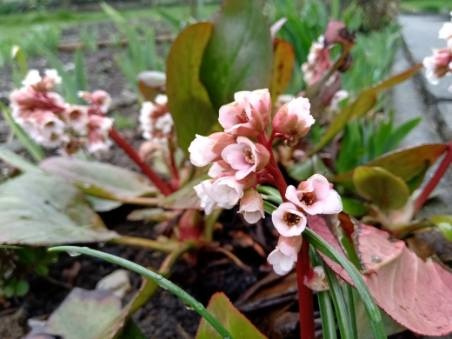 bergenia