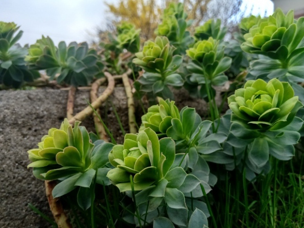 euphorbia