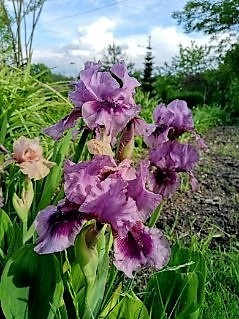 iris ib fiolet