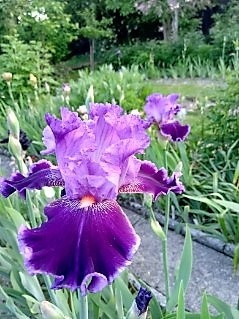 iris amarantowy elegant