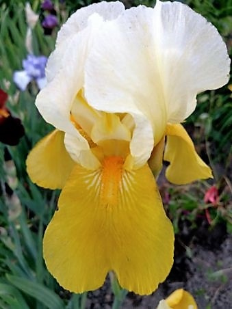 iris butterpat